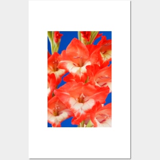 Gladiolus  'Daniella' Posters and Art